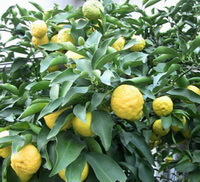 fruiting tree of Citrus medica L with many yellow fruits hanging on branches.