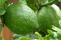 green fruits of Citrus medica L are hanging on branches