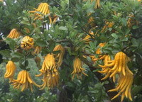 fruiting tree of Citrus medica L.var.sarcodactylis Swingle with many pendulous yellow fruits