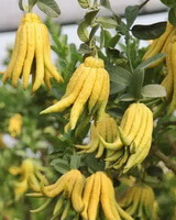 fruiting branch of Citrus medica L.var.sarcodactylis Swingle with many fruits on tree