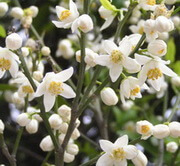 flowering tree of Citrus reticulata Blanco with many small white flowers