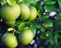 grønne umodne frugter af Citrus reticulata Blanco vokser på træer.