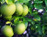 green unmature fruits of Citrus reticulata Blanco grow on trees.