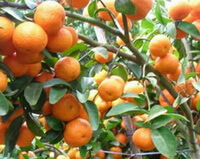 mange orangefarvede frugter af Citrus reticulata Blanco vokser på grene med grønne blade
