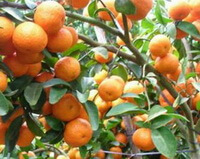 many orange colored fruits of Citrus reticulata Blanco grow on branches with green leaves