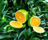 åbne frugter af Citrus sinensis L. Osbeck.