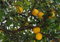 fruiting tree of Citrus wilsonii Tanaka with yellow fruits
