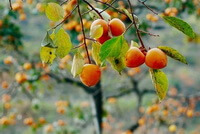 træ af Diospyros kaki Thunb med orangefarvede frugter, der hænger på grenene