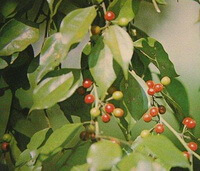 fruiting plant of Lindera aggregata Sims Kosterm with mature red and unmature green fruits on branches