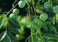 fruiting tree of Melia toosendan Sieb.et Zucc. with green fruits hanging on branches
