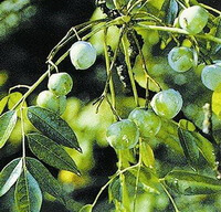 fruiting tree of Melia toosendan Sieb.et Zucc with several yellowish green fruits hanging on branches