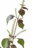 en farverig tegning af Perilla frutescensL.Britt. plante,med grønne blade,blomsterpigge