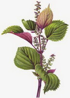 en farverig tegning af Perilla frutescensL.Britt.,blomstrende plante med små hvide blomster