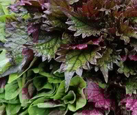 voksende planter af Perilla furtescens L.Britt.var.purpurascensHayataH.W.Li. med lilla blade