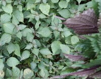 voksende planter af Perilla furtescens L.Britt.var.purpurascensHayataH.W.Li. med mange blade