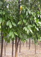 trees of Poncirus trifoliata grow in field with many green leaves