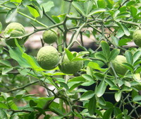 tree of Poncirus trifoliata with green fruits hanging on branches