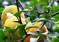fruiting tree of Poncirus trifoliata with yellow mature fruits hanging on branch