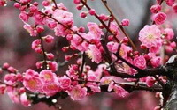 mange lyserøde blomster af Prunus mume Sieb.Zieb.et Zucc.vokser på grene