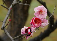 flere lyserøde blomster af Prunus mume Sieb.Zieb.et Zucc. vokser på grene