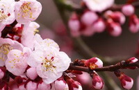 pinkish flowers and buds of Prunus mume Sieb.Zieb.et Zucc.