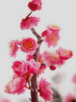 blomstrende gren af Prunus mume Sieb.Zieb.et Zucc. med flere lyserøde blomster