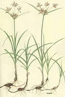 disegno di Cyperus rotundus L., pianta fiorita con piccoli fiori e radice