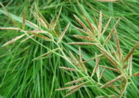 piante fiorite di Cyperus rotundus L. con piccole spighe di fiori