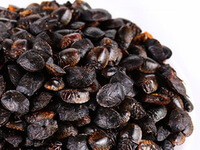 insetti erbacei essiccati di Aspongopus sono ammucchiati insieme