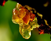 Succinum:Amber