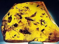 Succinum:a yellow amber with many small insects