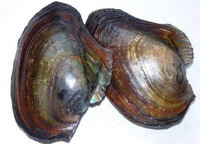 un mollusco di Anodonta woodiana Lea