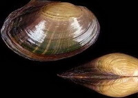 un crostaceo di Cristaria plicata Leach sulla sabbia del fiume