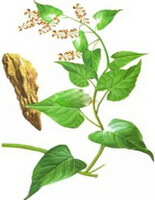 a colorful drawing of Fleece-flower Stem,rhizome and flowers of plant parts