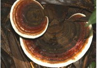 Ganoderma amboinense Lam.Pat.
