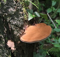 Ganoderma applanatum pers ex Gray Pat.