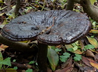 Ganoderma atrum.J.D.Zhao.