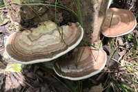 Ganoderma australe Fr.Pat.