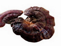 Ganoderma austro fujianense J. D. Zhao.