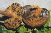 Ganoderma boninense.