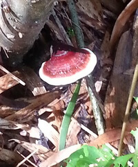 Ganoderma calidophilum.