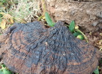 Ganoderma capense Lloyd D.A.Reid.
