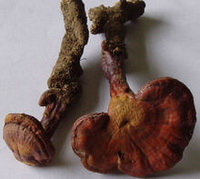 Ganoderma chenghaiense J.D.Zhao.