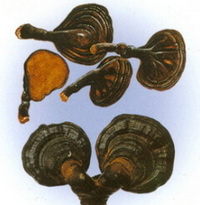 Ganoderma cochlear Blume et Nees Bres.