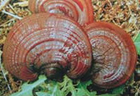 Ganoderma crebrostriatum Zhao et Xu.