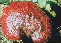 Ganoderma curtisii Berk.Murrill.