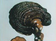 Ganoderma dahlii Henn Aoshima.