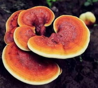 Ganoderma daiqingshanense J.D.Zhao.