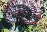 Ganoderma duropora Lloyd.