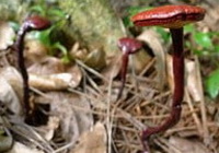 Ganoderma flexipes Pat.